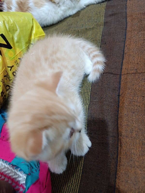 Persian Male kitten available 1