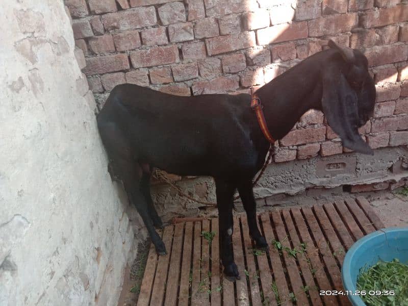 goat  bettal sahiwal goat 1