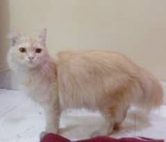 Persian female cat