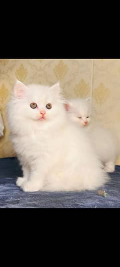 high quality kitten|Punch face Kittens|persian cat|cute|tripple|fluffy