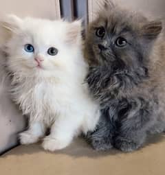 adult cat/Punch face Kittens|persian cat|cute|tripple|fluffy mano