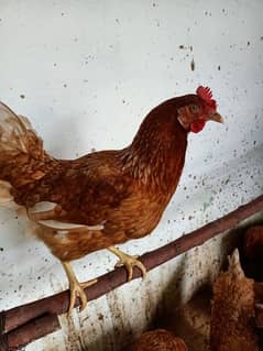 Bovans Brown/Bovans Hen For Sale