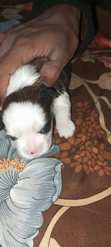 original Shihtzu puppies 1