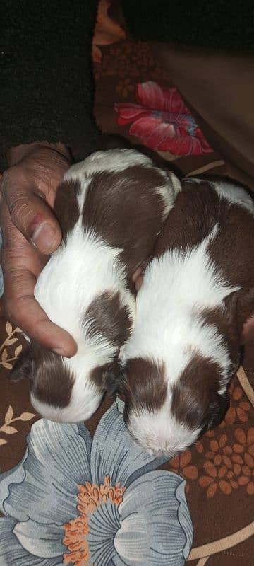 original Shihtzu puppies 2