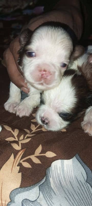 original Shihtzu puppies 3