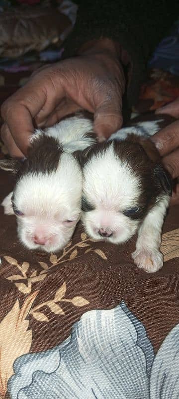 original Shihtzu puppies 4