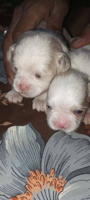 original Shihtzu puppies 5