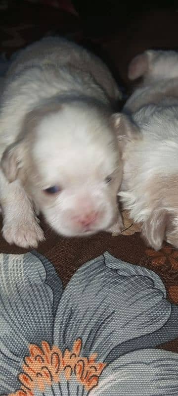 original Shihtzu puppies 6