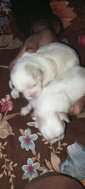 original Shihtzu puppies 8