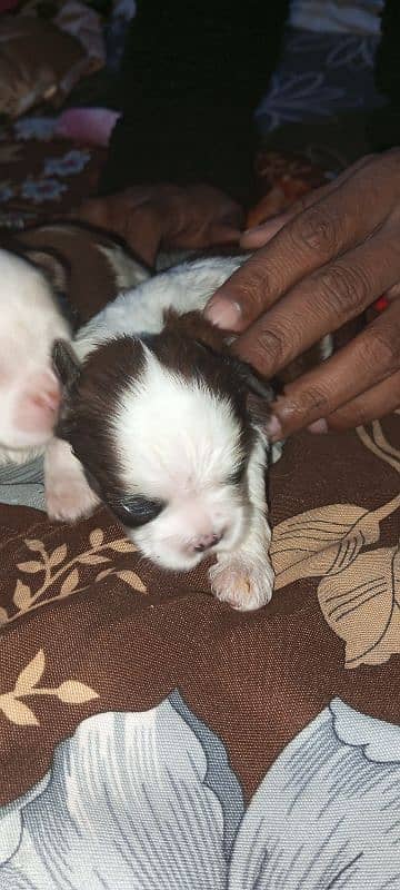 original Shihtzu puppies 9