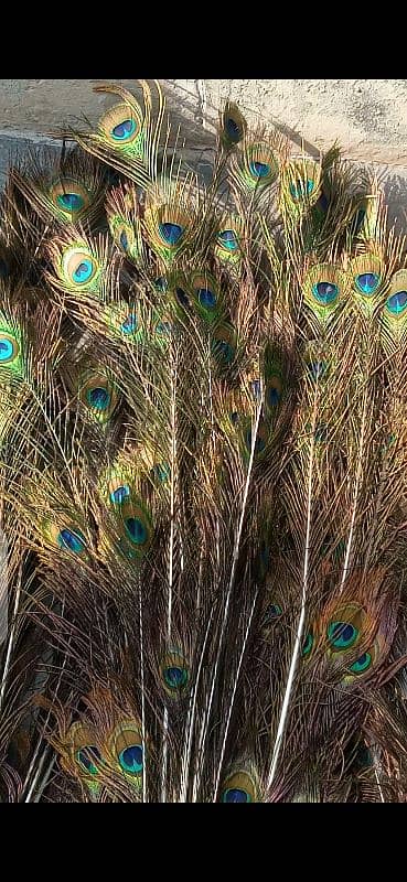 peacock tail feathers for sale 0