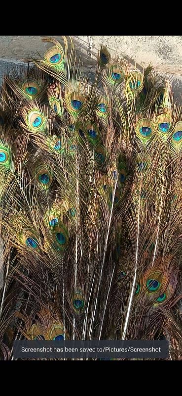 peacock tail feathers for sale 2