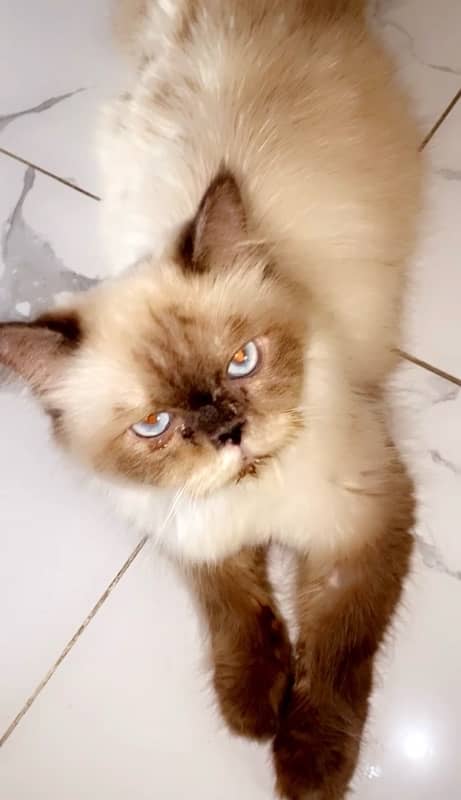 Himalayan Peki Cat 1