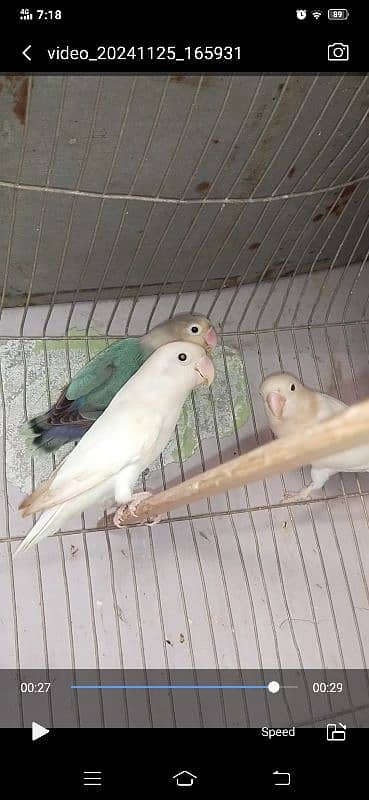 albino split ino breeder pair 0