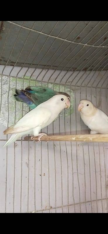 albino split ino breeder pair 1