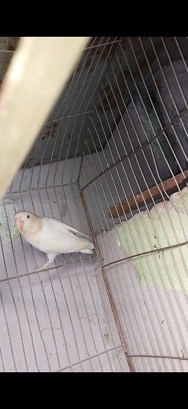 albino split ino breeder pair 2