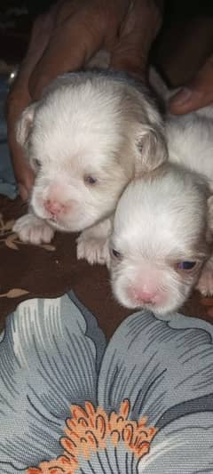 original shihtzu puppies