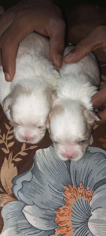 original shihtzu puppies 1