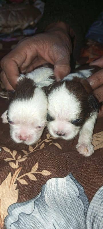 original shihtzu puppies 3