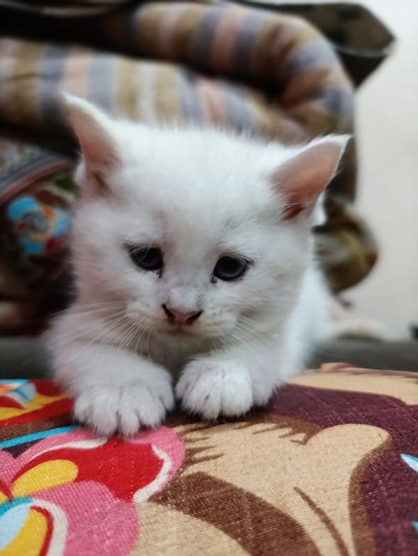 Persian Male kitten available 2