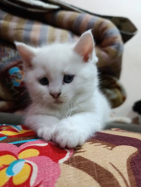 Persian Male kitten available 3