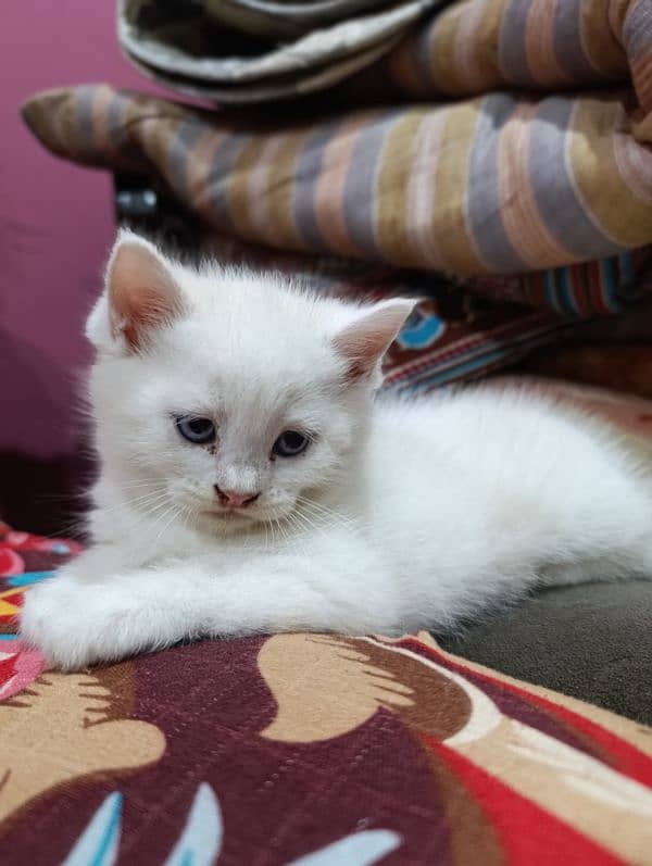 Persian Male kitten available 4