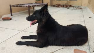 Belgian shepherd 1.5 age