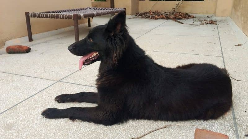 Belgian shepherd 1.5 age 0