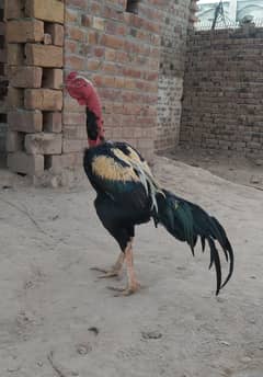 1 year old seel murga from oakar