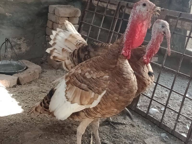 Turkey Red Males for sale in Sahiwal. 0322 7070730 Rana Shah Nawaz 0