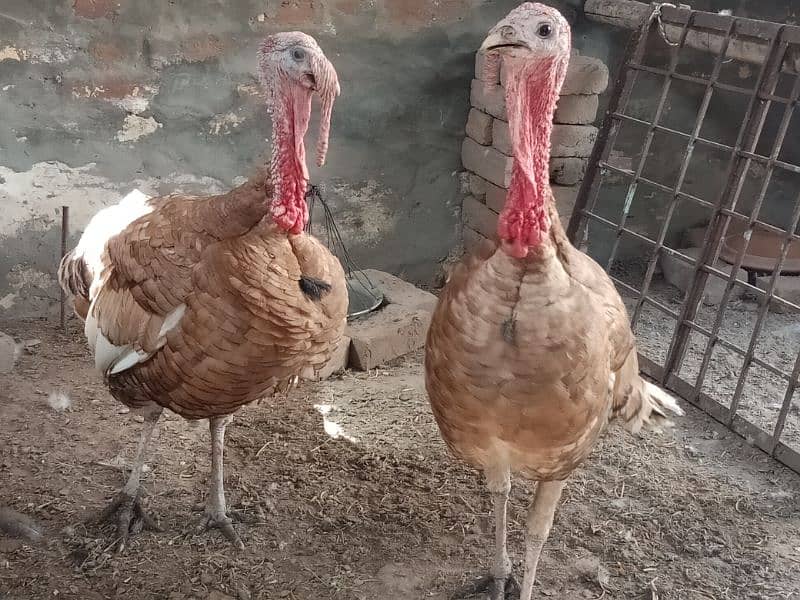 Turkey Red Males for sale in Sahiwal. 0322 7070730 Rana Shah Nawaz 1