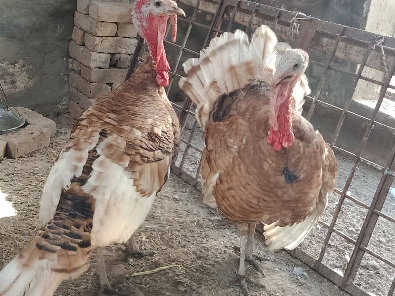 Turkey Red Males for sale in Sahiwal. 0322 7070730 Rana Shah Nawaz 2