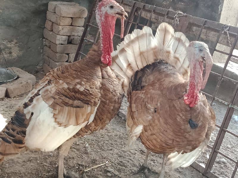 Turkey Red Males for sale in Sahiwal. 0322 7070730 Rana Shah Nawaz 3