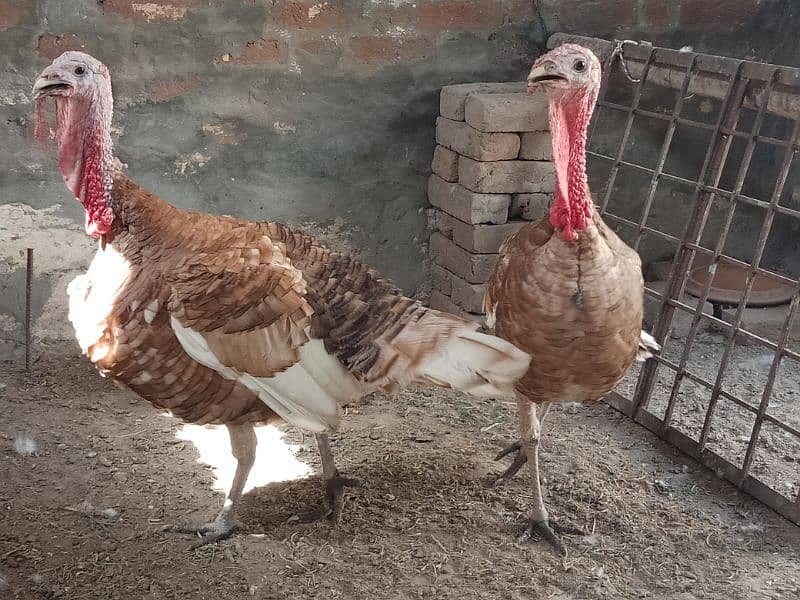 Turkey Red Males for sale in Sahiwal. 0322 7070730 Rana Shah Nawaz 4