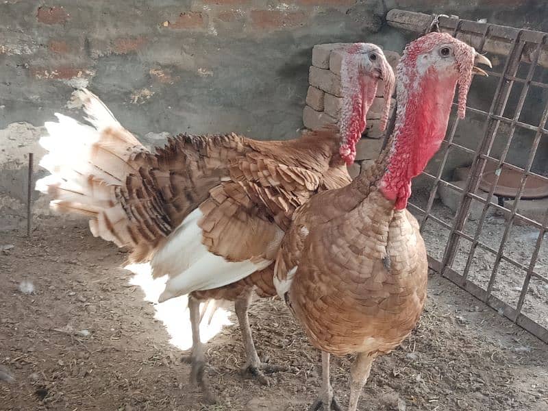 Turkey Red Males for sale in Sahiwal. 0322 7070730 Rana Shah Nawaz 5