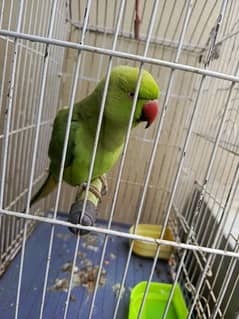 green parrot