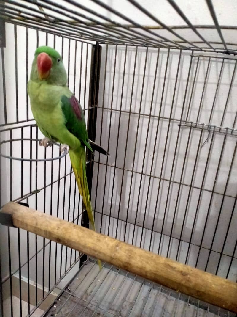 Raw parrot 1