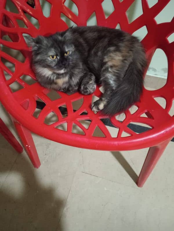 Pure Persian Triple coated female her name is (blacky) 0