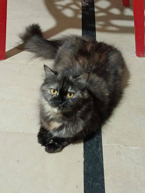 Pure Persian Triple coated female her name is (blacky) 1