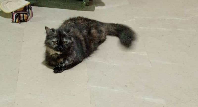 Pure Persian Triple coated female her name is (blacky) 2