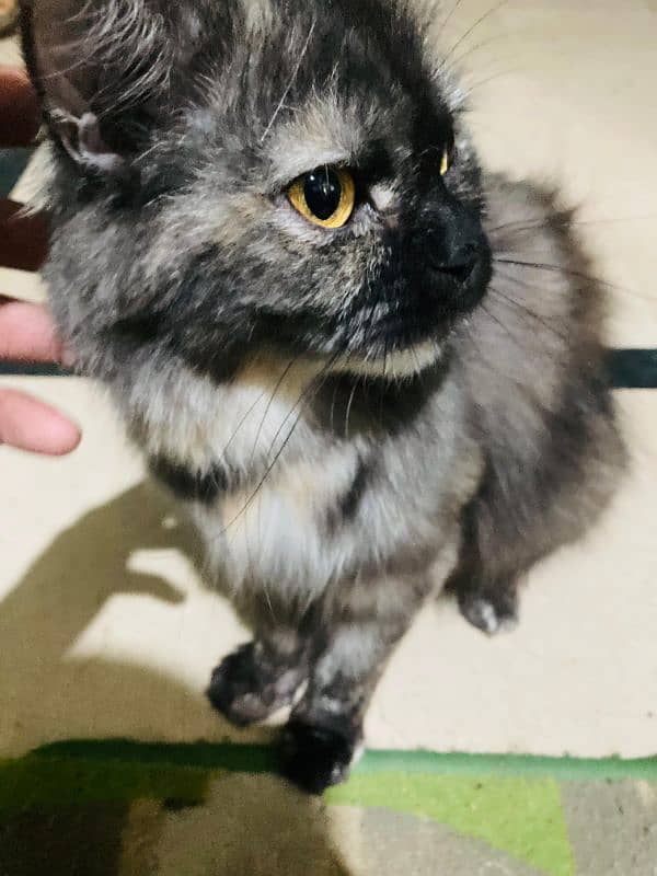 Pure Persian Triple coated female her name is (blacky) 3