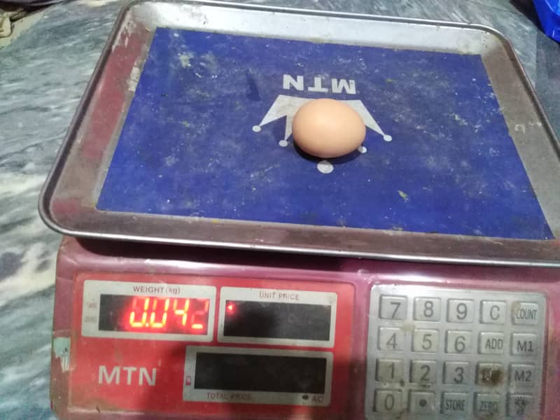 Golden misri egg available for selling 1