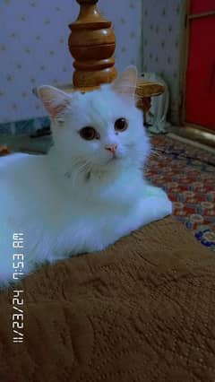 persian cat male