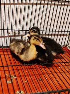 Desi Duck Chick's