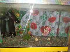 fish aquarium for sale