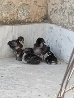 australorp/choza australorp/chicks austrolop/hen desi/hen aseel/hen