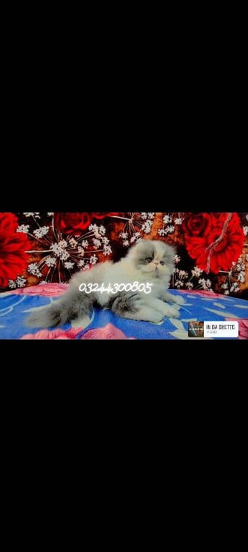 peke face long coat persian kitten 0