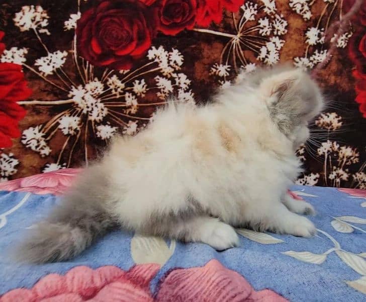 peke face long coat persian kitten 1