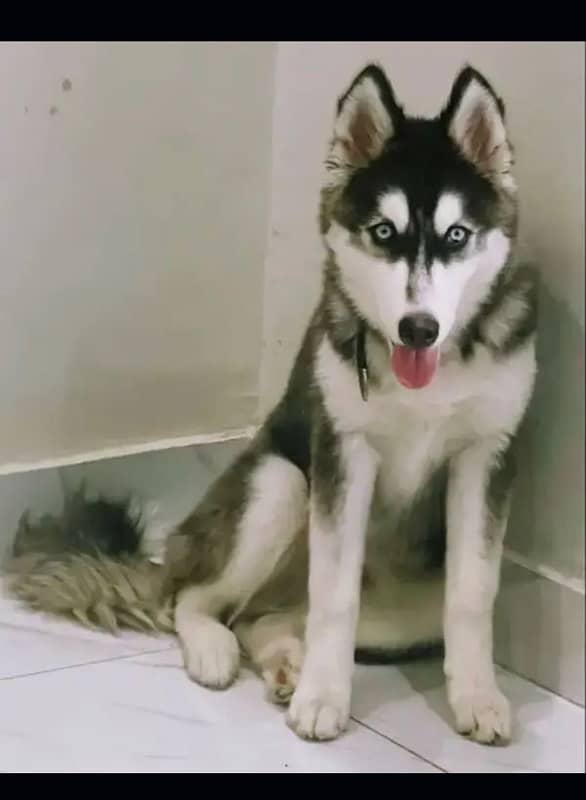 Siberian husky 0