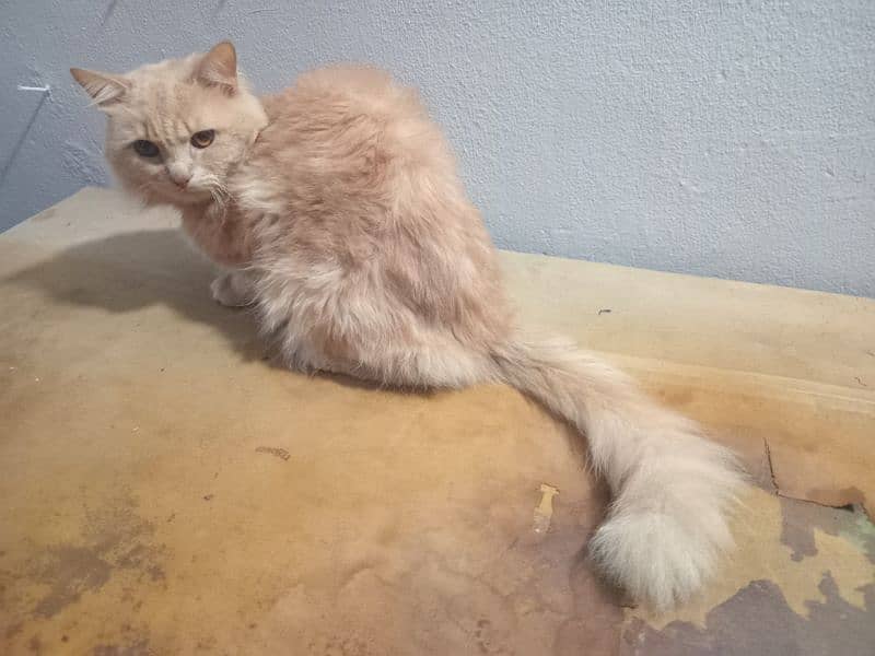 Russian cat for sale 1